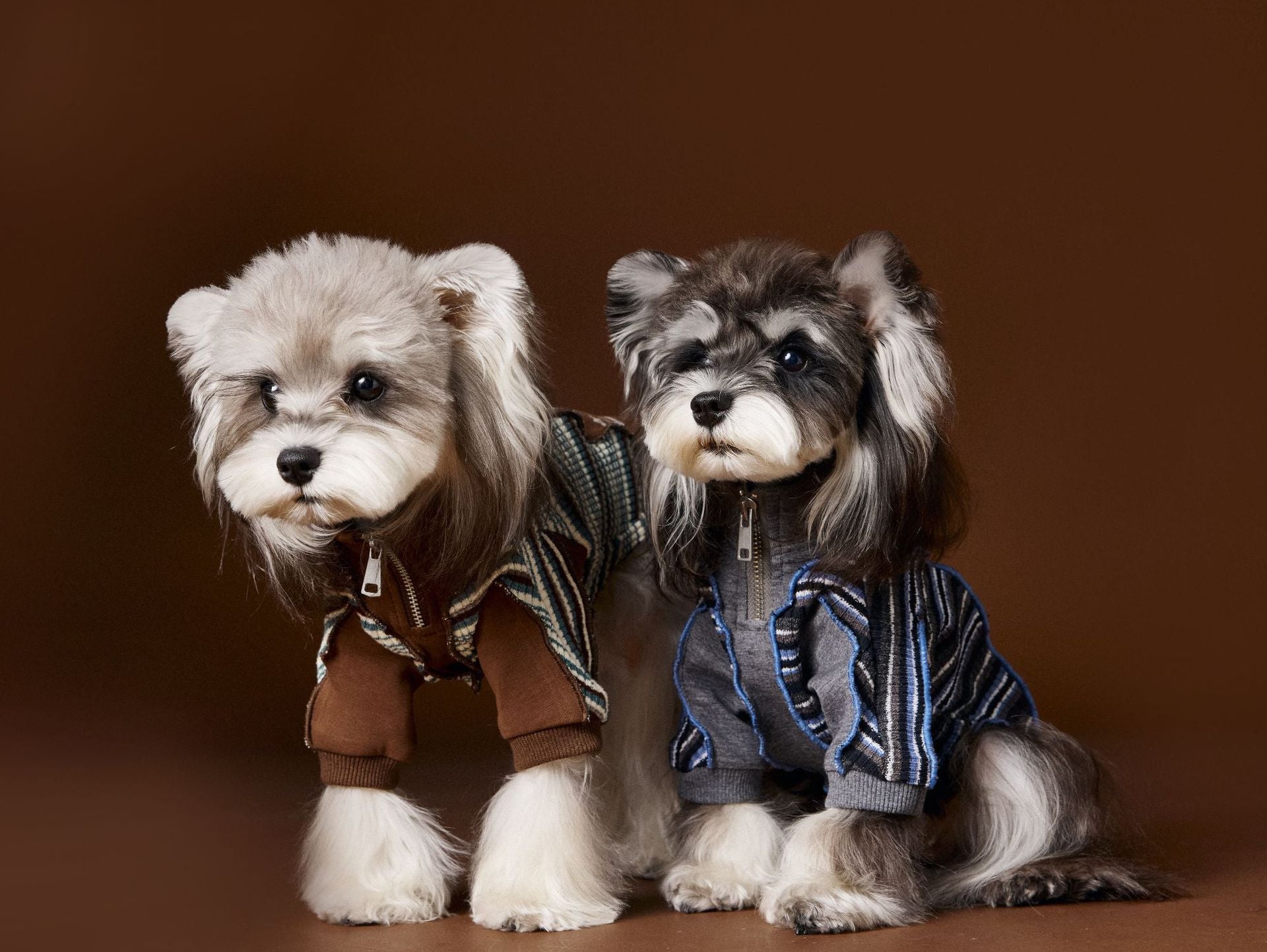 Colorblock Zip-Up Sporty Ruffle Sweatshirt