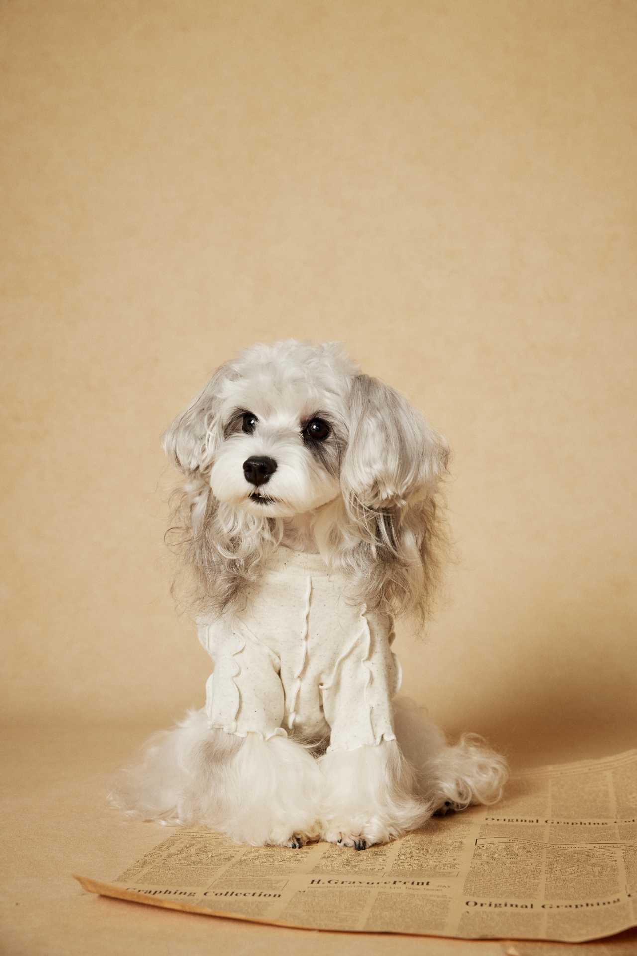 Ruffle Edge Dog Shirt