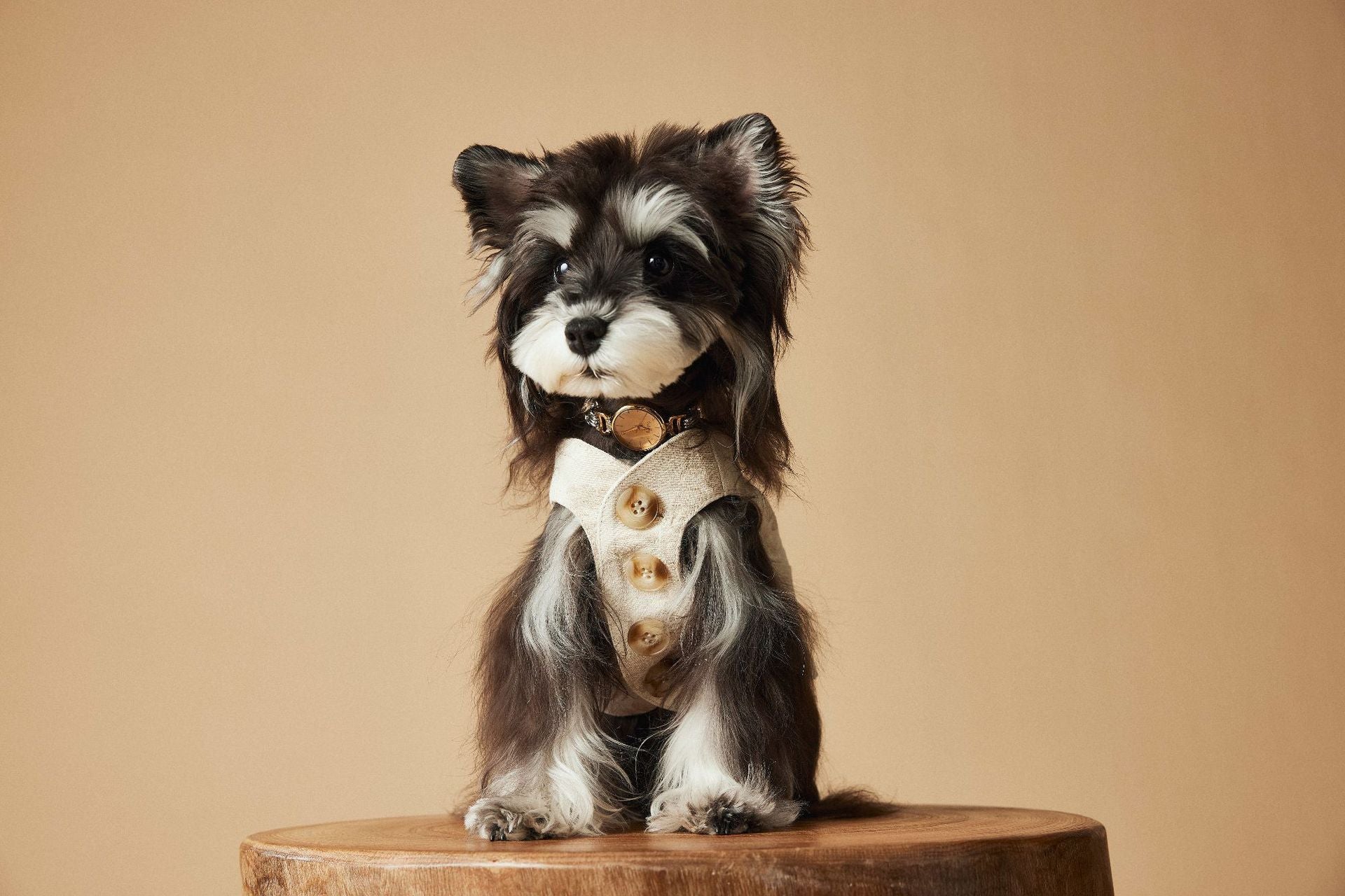 Ivory Gentleman Suit Vest