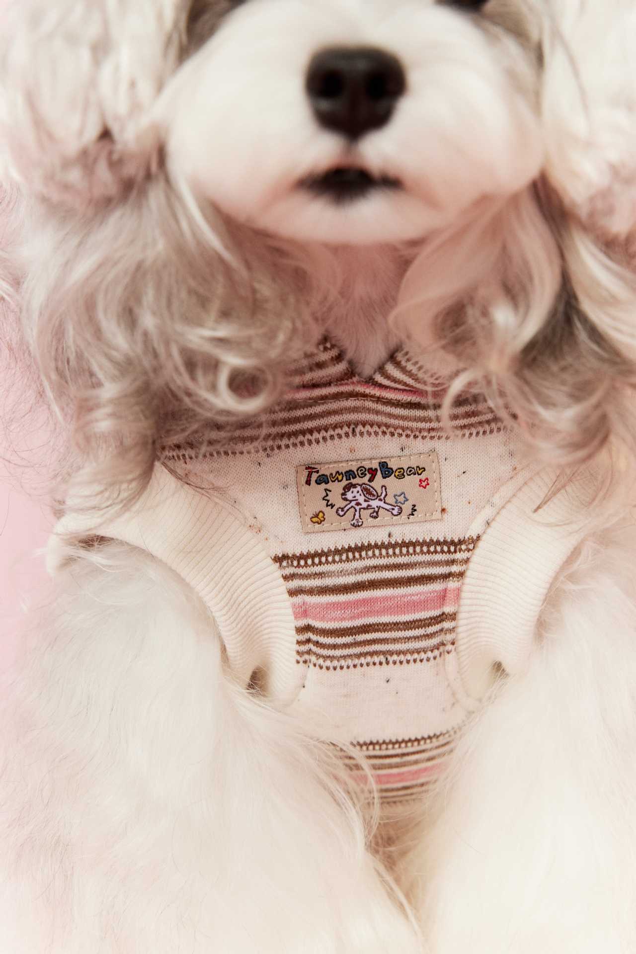 Cherry Bear Hooded Sweater