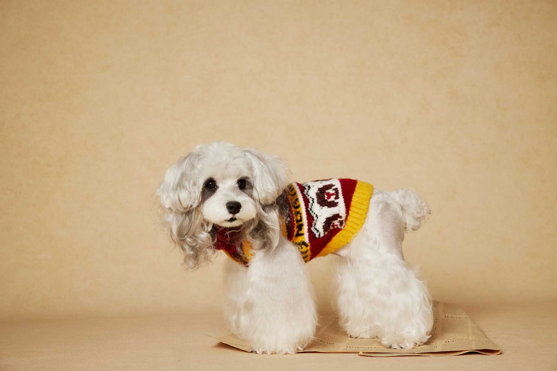 Fair Isle Knit Dog Sweater Vest