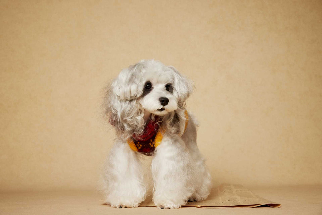 Fair Isle Knit Dog Sweater Vest