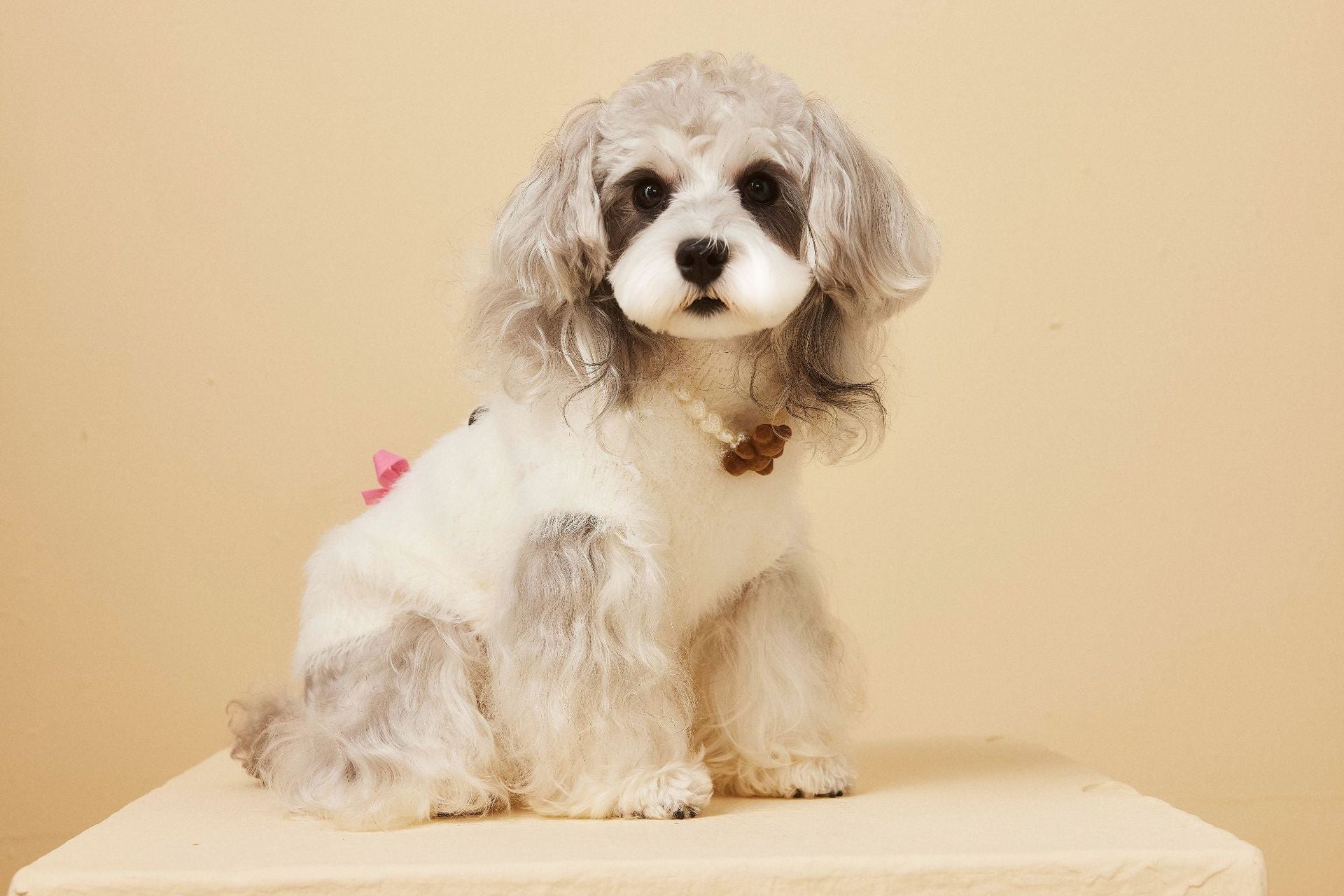Fluffy Knit Dog Vest with Teddy Face