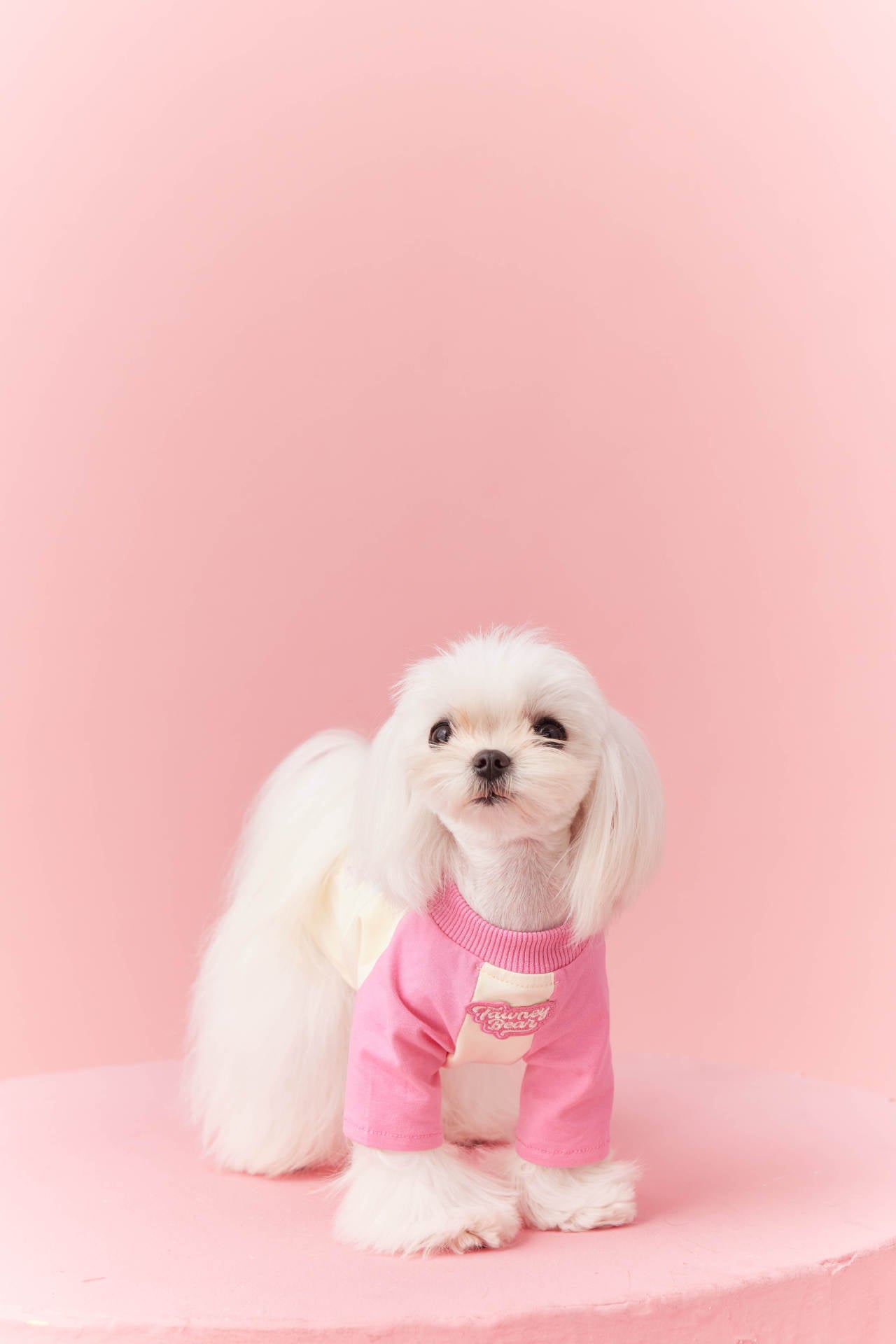 Retro Colorblock Dog Tee